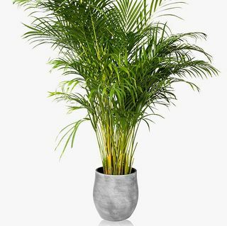 Pabrik Keramik Pot Kecil Areca Palm XL Botanical