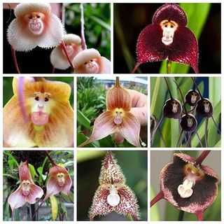 Dracula Orchid (100 Biji)
