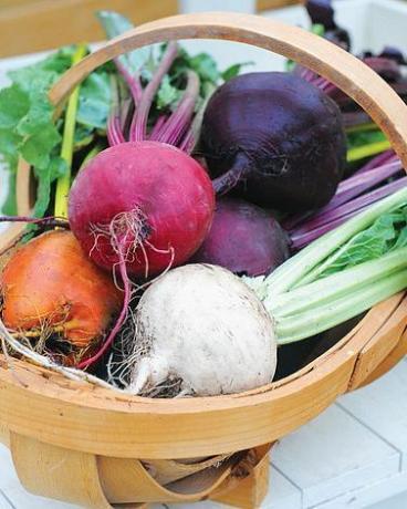 Beetroot 'Rainbow Beet' (Globe) Beta vulgaris