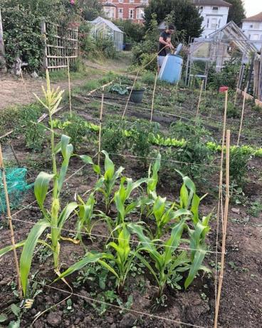 sebidang tanah jatah kebun millenial kiran growal