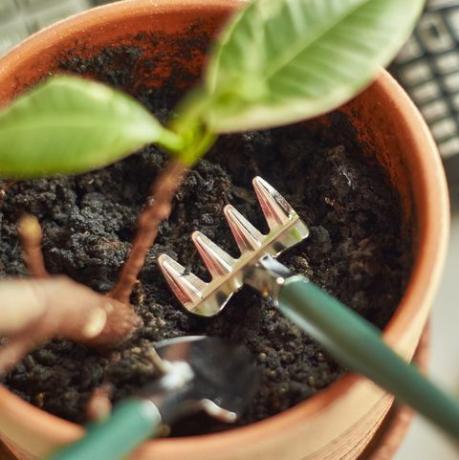 kelembaban tanah dan tingkat ph, tanaman kantor garu dan sekop kecil di pot bunga di tempat kerja