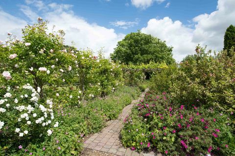 The Parsonage, Ickham, Kent ROSE GARDEN - Strutt & Parker