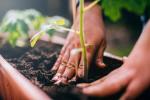 7 Tips Untuk Sukses Berkebun