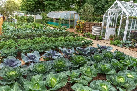 taman demonstrasi penjatahan rhs no dig dirancang terkait dengan charles dowding dan stephanie hafferty, festival taman istana hampton court 2021, pertunjukan bunga istana hampton court