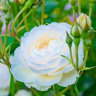 Mawar 'Scented Doubles White' Rosa