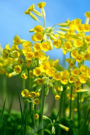 Cowslips kuning menempel di langit biru