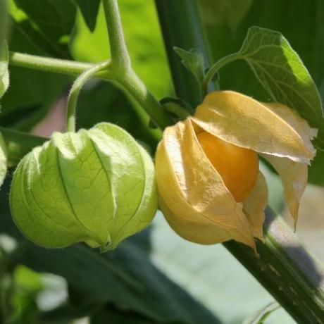 jatah, cape gooseberry, buah physalis, outdoor, makanan