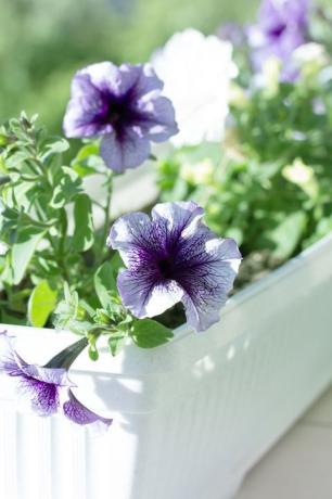 Jendela dekorasi Petunia