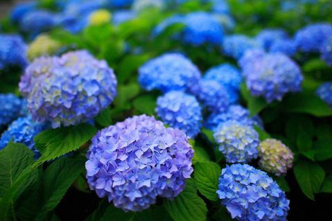 taman hack hydrangea