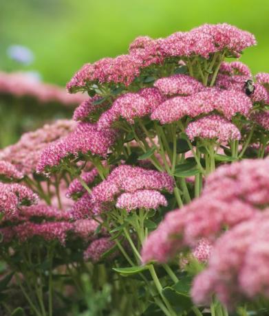 sedum autumn joy 'herbstfreude'