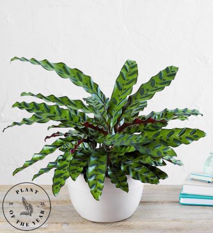 Ular Derik Calathea