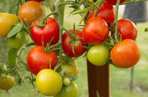 cara menanam tomat di rumah kaca