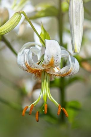 bunga musim panas putih dan oranye yang indah dari lilium