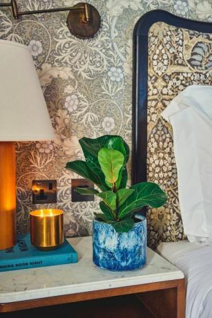 koleksi tanaman hias soho home x leaf envy