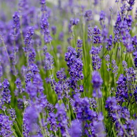 taman oasis, semak lavender dengan kupu-kupu kulit penyu kecil