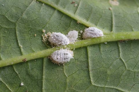 Pseudococcidae dan Aphidoidea pada daun okra