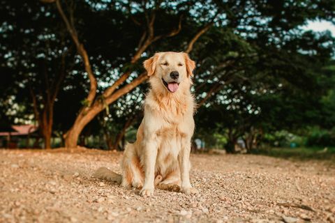 golden retriever tersenyum