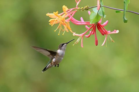 kolibri betina ruby ​​tenggorok memakan bunga honeysuckle