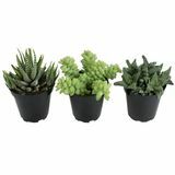 Succulents Faux 3,5 in