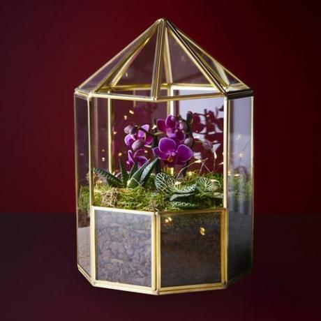 terarium anggrek natal waitrose