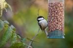 Cara Menarik Burung ke Kebun Anda Musim Dingin Ini