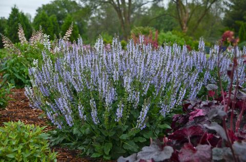 Taman Pondok Hardy, Salvia 'Crystal Blue'