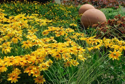 Rudbeckia hirta 'Prarie Sun'