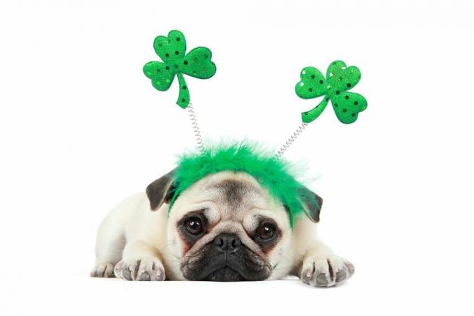 anak anjing pug rusa mengenakan ikat kepala hari st patrick dengan latar belakang putih