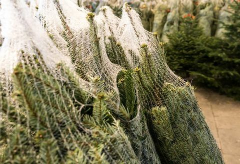 banyak pohon Natal yang dibungkus dengan jaring plastik yang dipotong dan siap untuk diangkut dan dijual