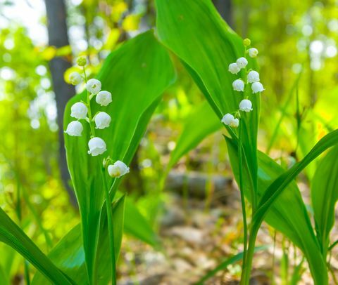 bunga lily lembah