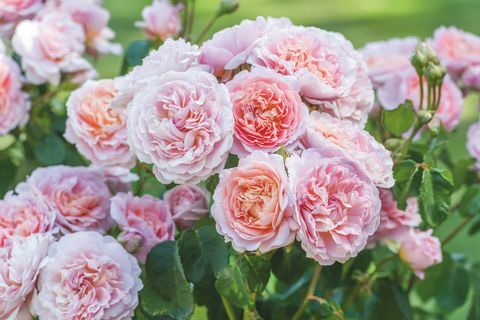 David Austin Roses akan mengungkap dua varietas English Rose baru di RHS Chelsea Flower Show