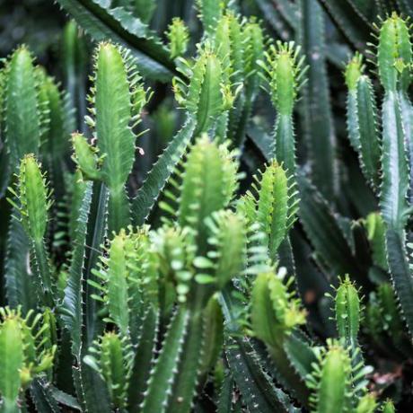 gambar closeup pohon kaktus euphorbia ingens