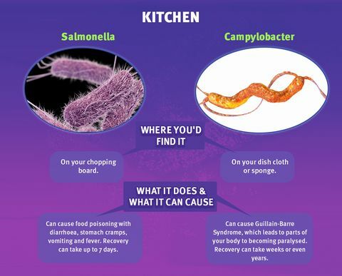 Kitchen Germs - Kasur Online