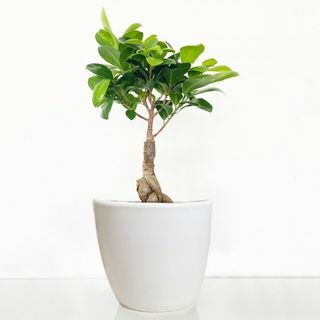 Bonsai Ginseng Ficus