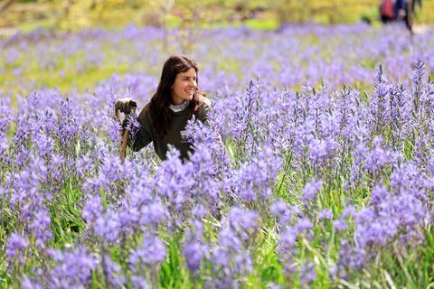 ahli hortikultura alessandra sana berfoto di antara para camassias di rhs garden wisley hari ini 11 mei 2021