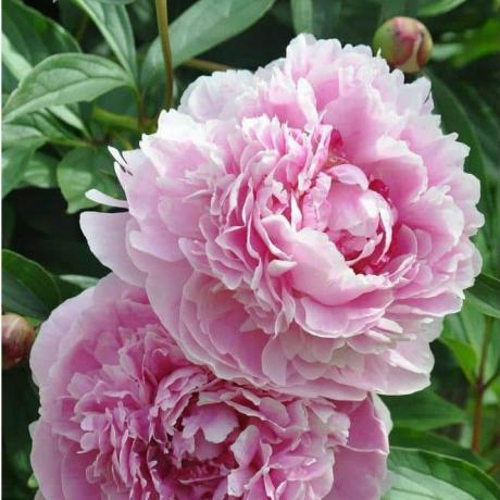 'Sarah Bernhardt' Herba Peony, tanaman