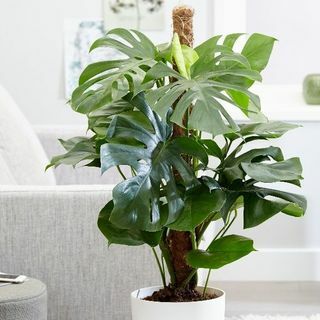 Monstera deliciosa - Pabrik Keju Swiss