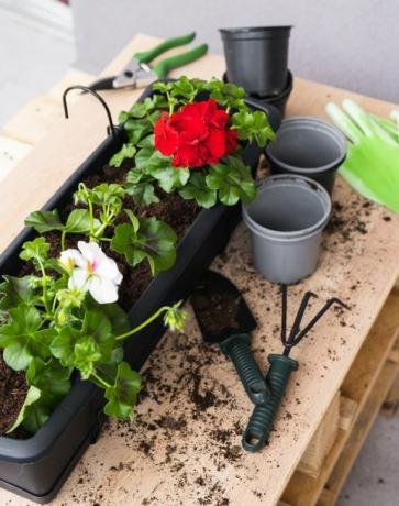 proses transplantasi geranium pot bunga untuk dekorasi balkon atau teras dan alat berkebun lansekap balkon atau teras