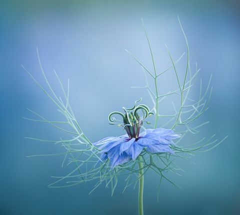 kompetisi fotografi rhs 2021