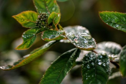 Close-Up Dew Drops On Leaves