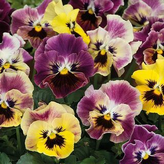 Pansy Plants - Frizzle Sizzle Fire Mixed