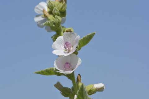 Tanaman mallow Marsh - langit biru