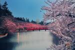 Pohon Cherry Blossom Jepang Berkembang 6 Bulan Lebih Awal
