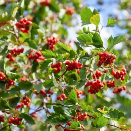 beri hawthorn di semak beri merah matang di dahan