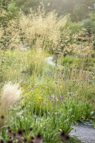 stipa gigantea, celtica gigantea, biasa disebut rumput bulu raksasa, rumput jarum raksasa, atau gandum emas