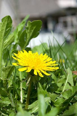 close up dari gulma dandelion berbunga di halaman perumahan dengan rumah di latar belakang