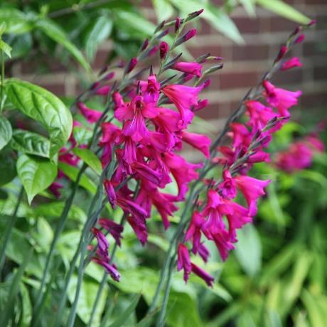 Gladiol communis subsp. byzantinus