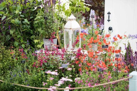 RHS Chatsworth Flower Show 2017 hari ini (Selasa 6 Juni 2017) Middleton Nurseries