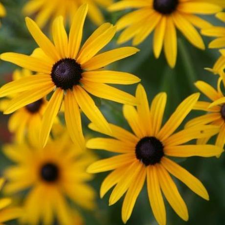 Biji Black Eyed Susan