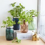 Mason Jar Indoor Herb Garden